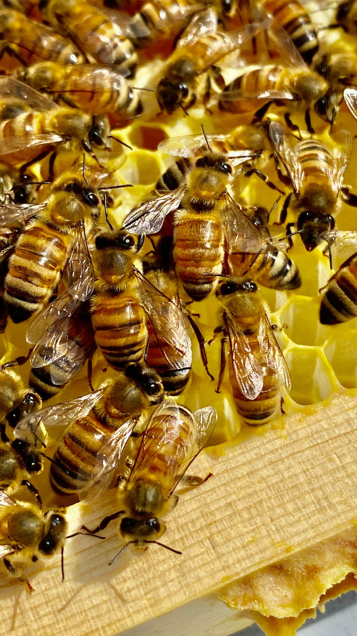 Nahaufnahme von Bienen auf einer frisch gebauten Wabe