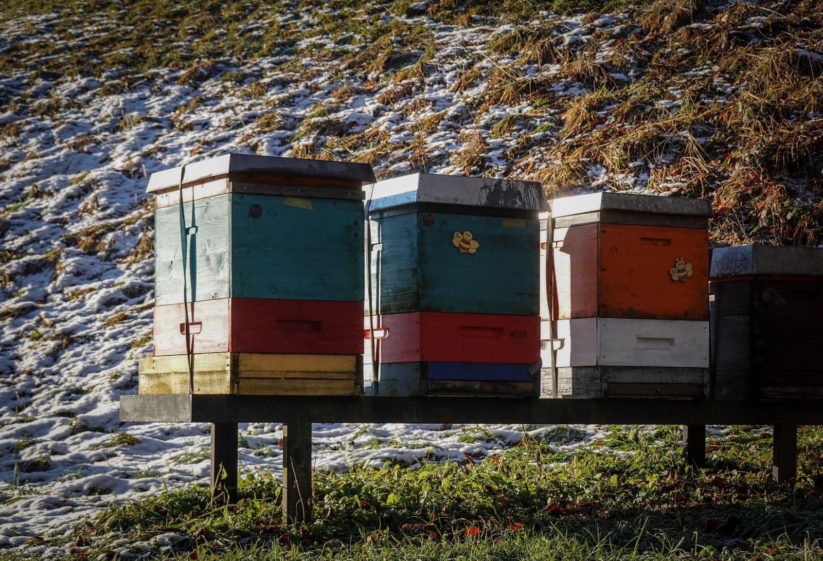 Bienenstöcke auf einem Gestell an einem verschneiten Hang